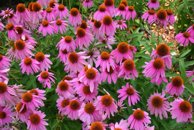 Jeżówka purpurowa (Echinacea purpurea)
