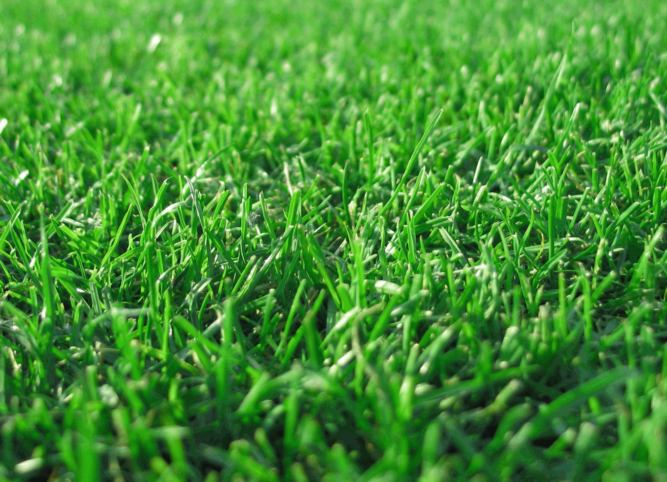 Piękny trawnik- efekt nawożenia