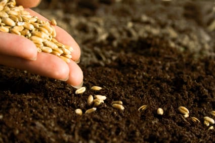 Siew nasion roślin jednorocznych