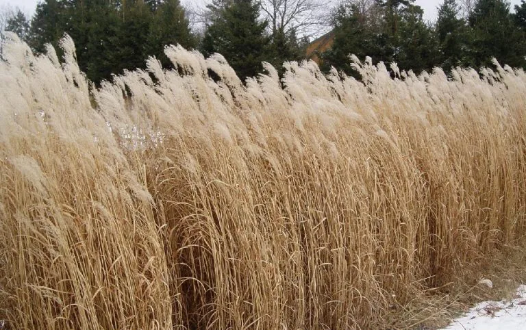 Miskant chiński - Miscanthus sinensis