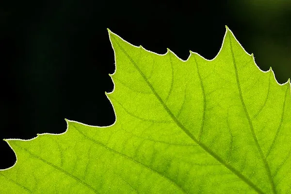 Platan klonolistny - Platanus x acerifolia