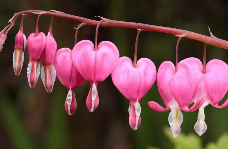 Serduszka okazała - Dicentra spectabilis
