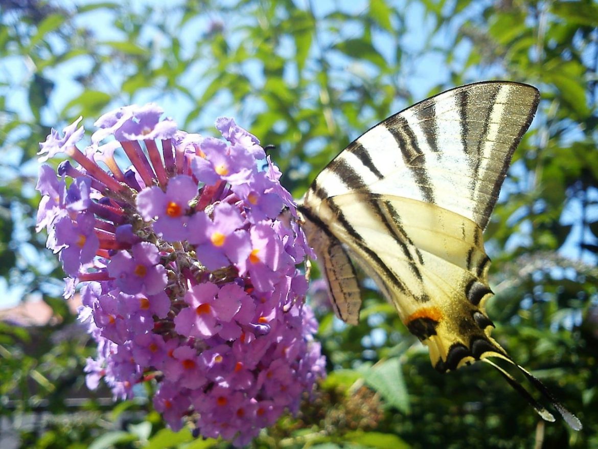 Budleja Dawida (Buddleja davidii) - motyli krzew