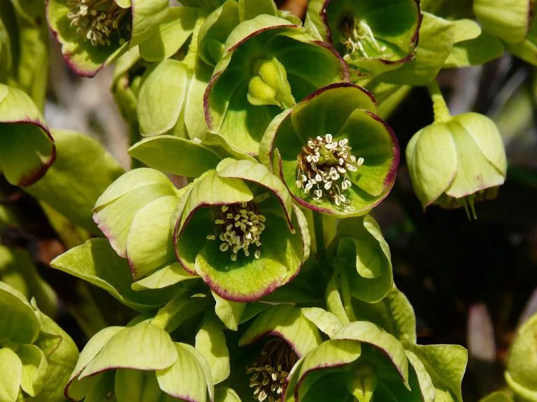 Ciemiernik cuchnący (Helleborus foetidus) Ciemiernik cuchnący (Helleborus foetidus)