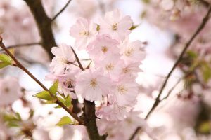Pięknie pachnące rośliny - aromatyczny ogród