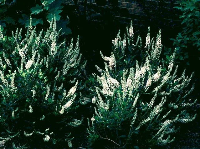 Orszelina olcholistna Orszelina olcholistna