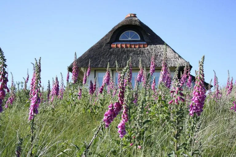 Naparstnica purpurowa - Digitalis purpurea