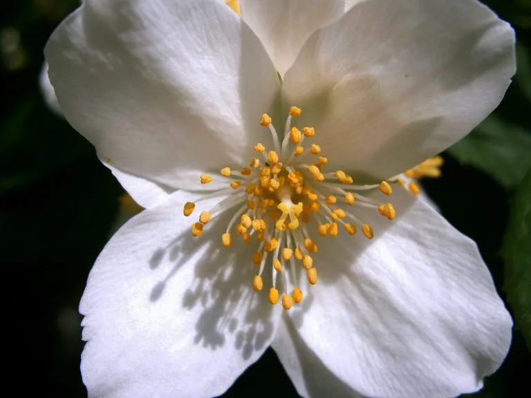 Jaśminowiec wonny (Philadelphus coronarius) Jaśminowiec wonny (Philadelphus coronarius)