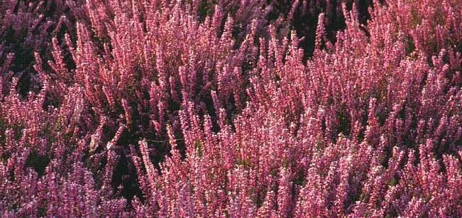Wrzos pospolity - Calluna vulgaris