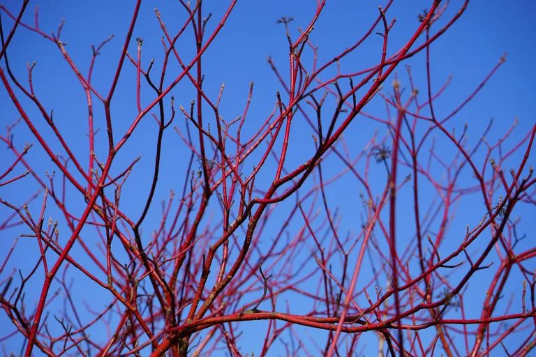 Dereń biały - Cornus alba