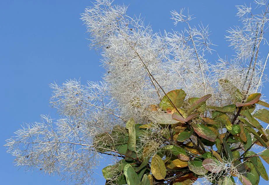 Perukowiec podolski - Cotinus coggygria