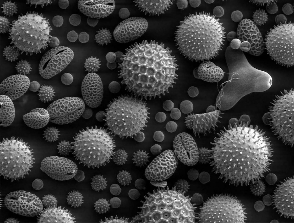 Pyłek pod mikroskopem