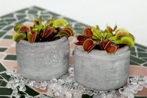 Muchołówka amerykańska - Dionaea muscipula