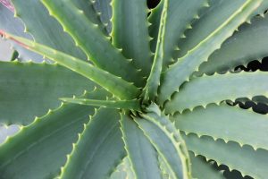 Aloes drzewiasty - Aloe arborescens