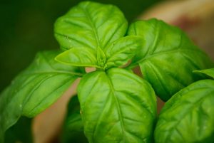 Bazylia pospolita - Ocimum basilicum