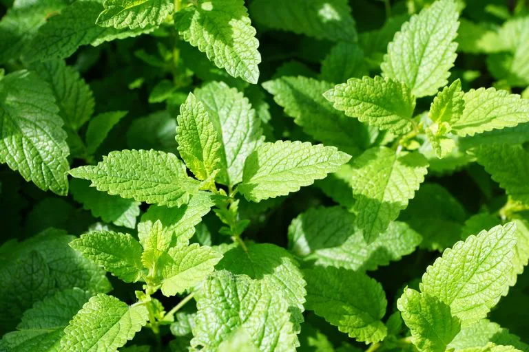 Mięta pieprzowa - Mentha x piperita