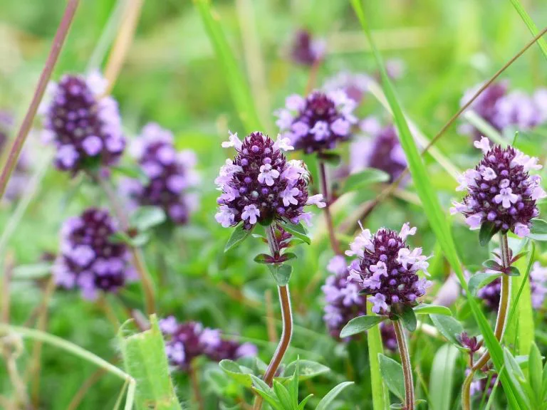 Tymianek właściwy - Thymus vulgaris