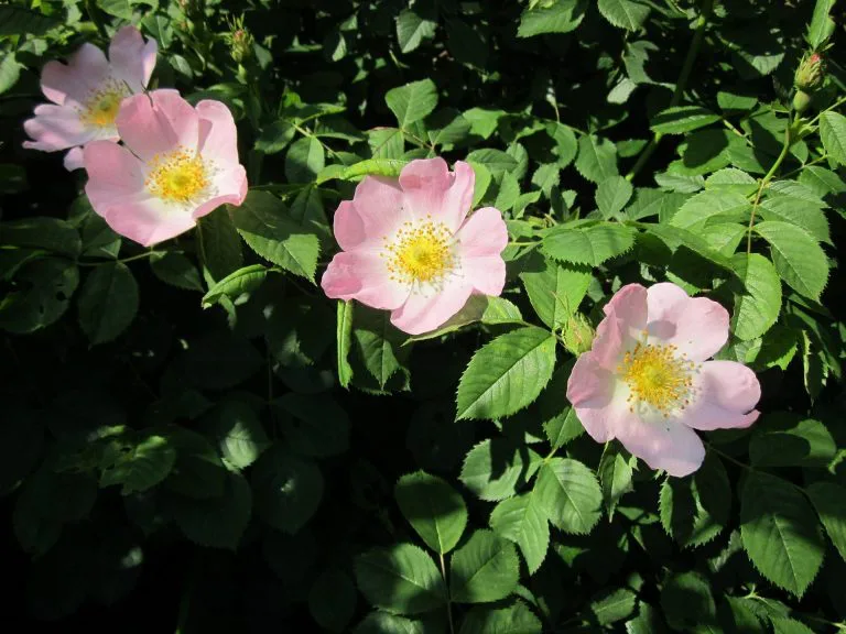 Róża dzika - Rosa canina
