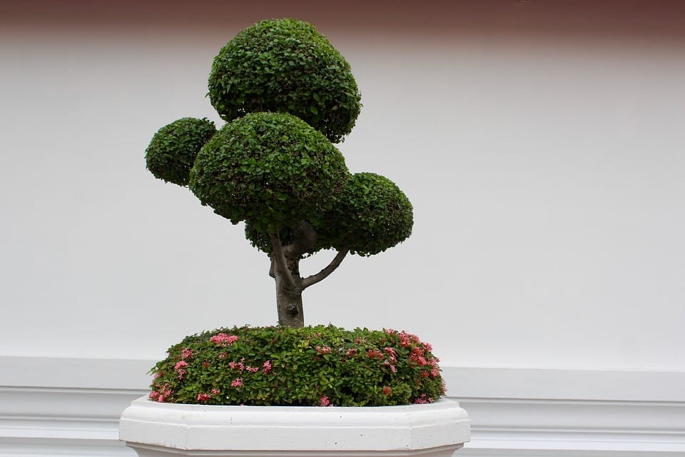 PoradyOgrodnicze.pl - Orient w ogrodzie - drzewka bonsai