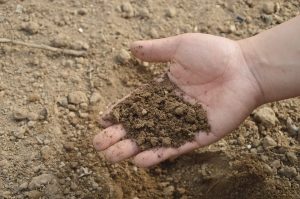 PoradyOgrodnicze.pl - Skuteczne zwalczanie mączniaków –gleba