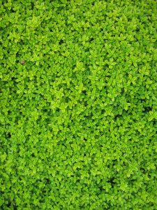 PoradyOgrodnicze.pl - ogrody wertykalne - rośliny do zielonej ściany