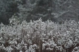 rośliny atrakcyjne zimą Poradyogrodnicze.pl