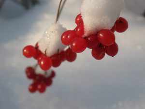 Rośliny atrakcyjne zimą