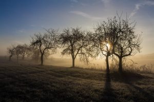 Oprysk drzew owocowych jesienią