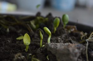 Jak poprawić jakość gleby w ogrodzie